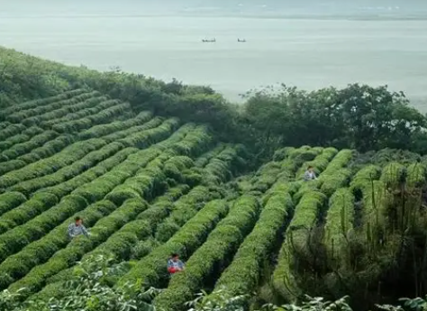 刚喝茶1到3年在想什么